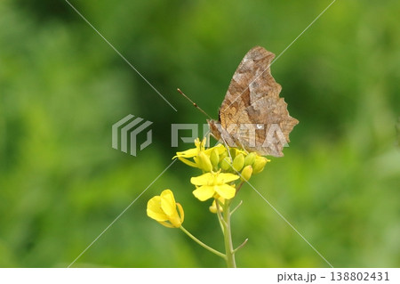 菜の花にとまるキタテハ 138802431
