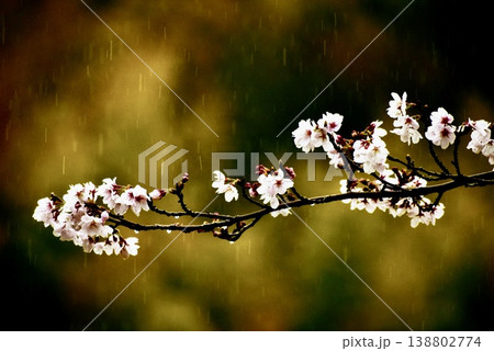 桜の花に降る雨 138802774