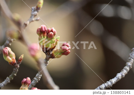 野木和公園 開き始めた桜のつぼみ 野木和公園 開き始めた桜のつぼみ 138803141
