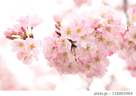 満開の桜 ジンダイアケボノ 満開の桜 ジンダイアケボノ 138803464