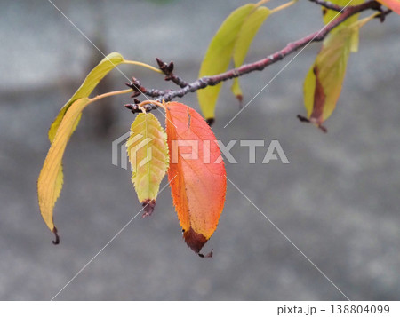 紅葉した桜の葉 138804099