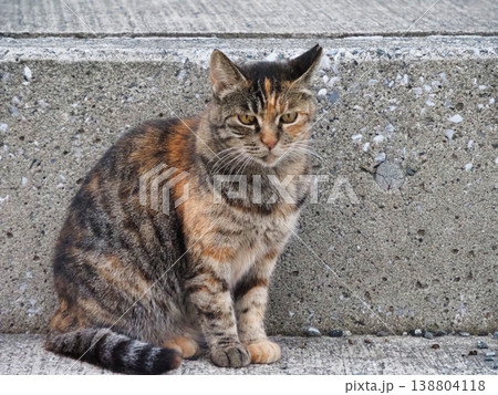 見つめる猫 見つめる猫 138804118