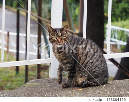 見つめる猫 138804136