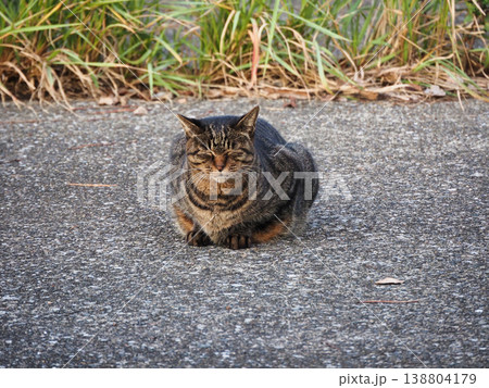 振り返る猫 振り返る猫 138804179
