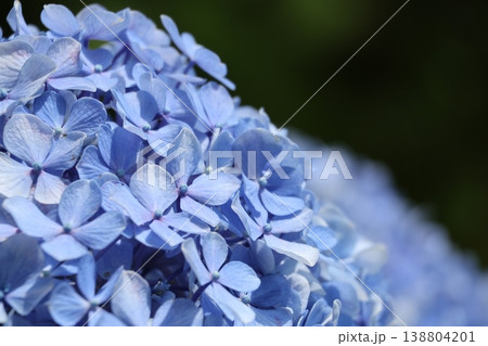 合浦公園 青いアジサイの花 合浦公園 青いアジサイの花 138804201