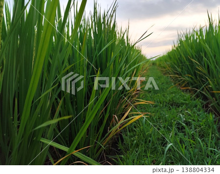 closeup of rice plants at dusk closeup of rice plants at dusk 138804334