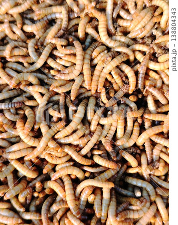 closeup of Hong Kong caterpillars in the background for food for caterpillar-eating birds 138804343