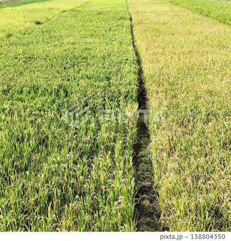 view of rice fields with different colors view of rice fields with different colors 138804350