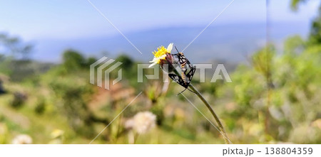 close up of a pair of butterflies reproducing on a flower stalk close up of a pair of butterflies reproducing on a flower stalk 138804359