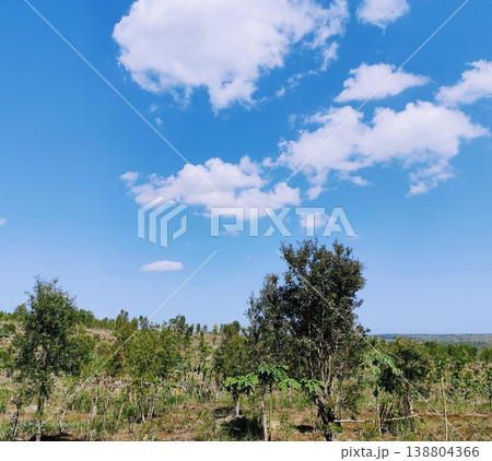 photo of eucalyptus tree plantation land 138804366