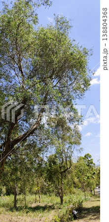 eucalyptus trees on plantation land eucalyptus trees on plantation land 138804368