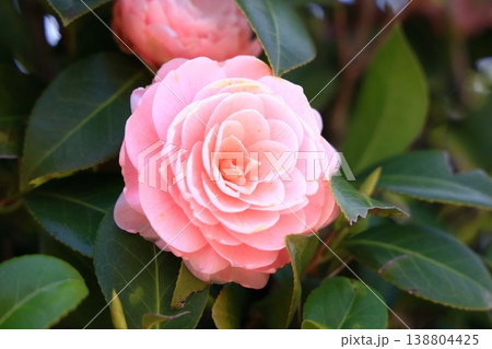 美しいピンクの乙女椿の花(横) 美しいピンクの乙女椿の花(横) 138804425