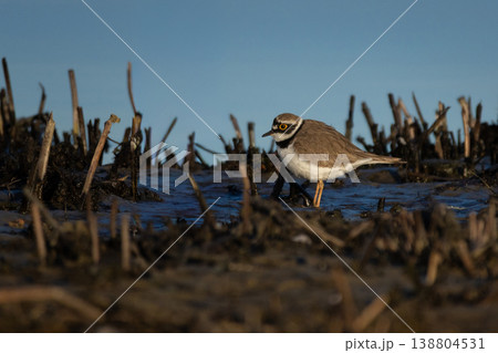 little ringed plover in natural habitat little ringed plover in natural habitat 138804531