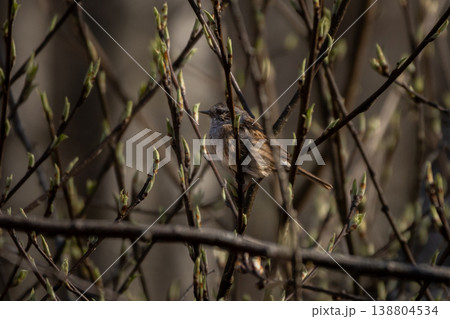 Dunnock (Prunella modularis) bird perched on branch. Dunnock (Prunella modularis) bird perched on branch. 138804534