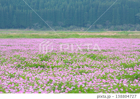 蓮華草と杉林が広がる春の田園風景 蓮華草と杉林が広がる春の田園風景 138804727
