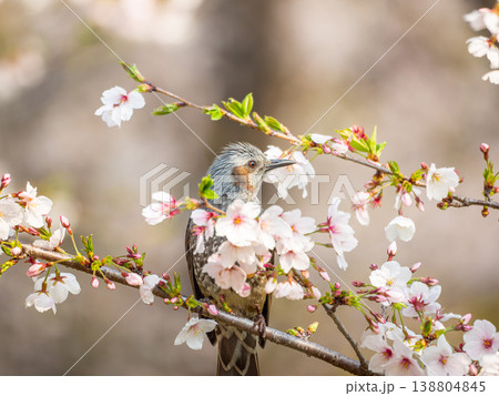 桜とヒヨドリ 桜とヒヨドリ 138804845
