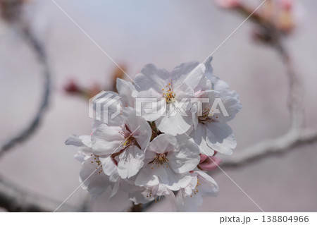 春の陽光を浴びて色とりどりに輝く桜の花たち≫ 138804966