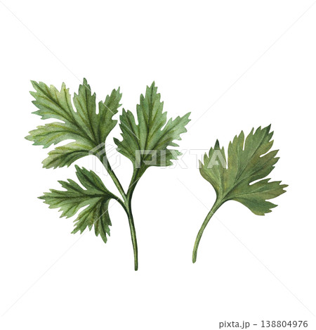 Parsley watercolor hand painting. Fresh herbs branch with leaves, green spice. Botanical realistic Illustration isolated on white background. Coriander garden sprigs, Culinary Ingredient. Parsley watercolor hand painting. Fresh herbs branch with leaves, green spice. Botanical realistic Illustration isolated on white background. Coriander garden sprigs, Culinary Ingredient. 138804976
