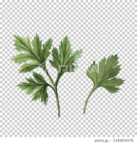 Parsley watercolor hand painting. Fresh herbs branch with leaves, green spice. Botanical realistic Illustration isolated on white background. Coriander garden sprigs, Culinary Ingredient. Parsley watercolor hand painting. Fresh herbs branch with leaves, green spice. Botanical realistic Illustration isolated on white background. Coriander garden sprigs, Culinary Ingredient. 138804976