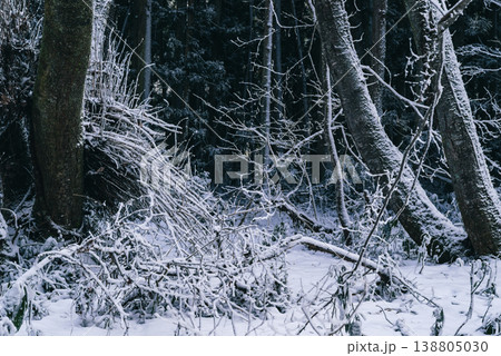 雪化粧した森の風景　b-2 寒色 138805030