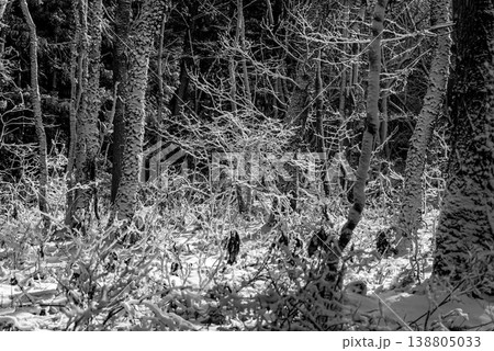 雪化粧した森の風景　c-2 モノクロ 138805033