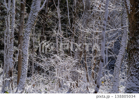 雪化粧した森の風景　d-1 138805034
