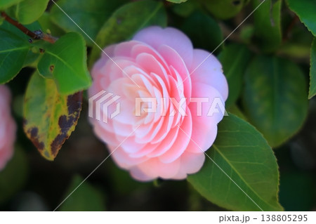 美しいピンクの椿の花 美しいピンクの椿の花 138805295
