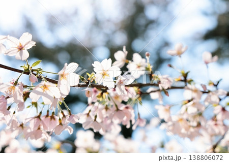 元気に咲くきれいな形の桜 元気に咲くきれいな形の桜 138806072