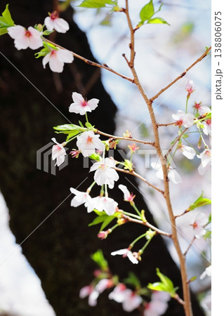春の日差しを浴びて咲く満開の桜(縦) 春の日差しを浴びて咲く満開の桜(縦) 138806075