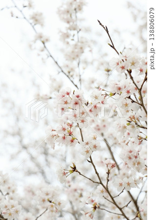 満開に咲き誇る桜の花 満開に咲き誇る桜の花 138806079