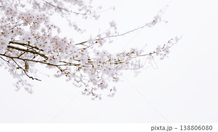空に伸びる桜の枝 空に伸びる桜の枝 138806080