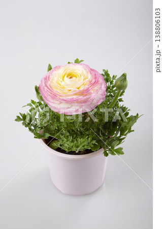 ラナンキュラスの花苗　ピンク系 138806103