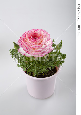 ラナンキュラスの花苗　ピンク 138806104