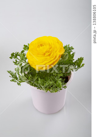 ラナンキュラスの花苗　黄色 138806105