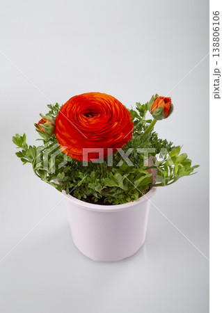 ラナンキュラスの花苗　赤 138806106