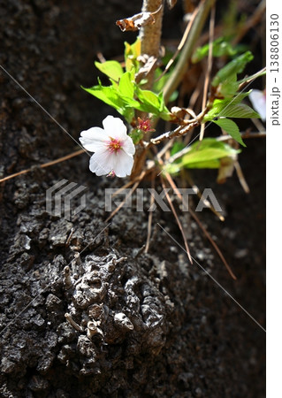 桜の木に咲いた小さな花(縦) 桜の木に咲いた小さな花(縦) 138806130
