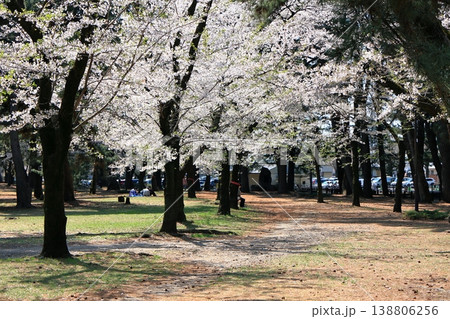 風光明媚の地で春の訪れを告げる桜前線の公園 138806256
