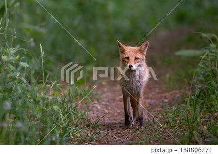森でたたずむキタキツネ 138806271