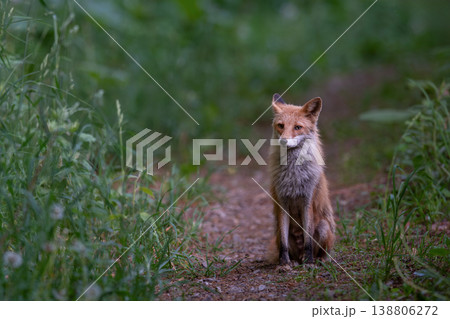 森でたたずむキタキツネ 138806272