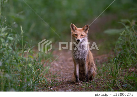 森でたたずむキタキツネ 138806273