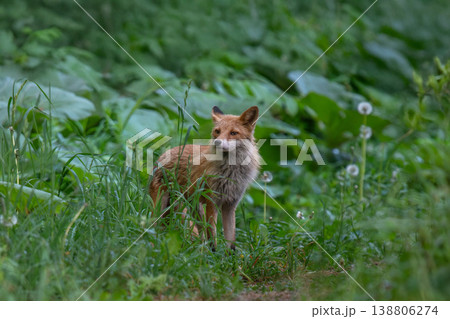 森でたたずむキタキツネ 138806274