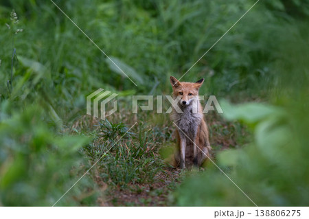 森でたたずむキタキツネ 138806275