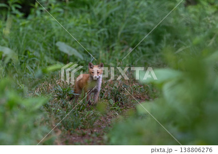 森でたたずむキタキツネの子供 138806276