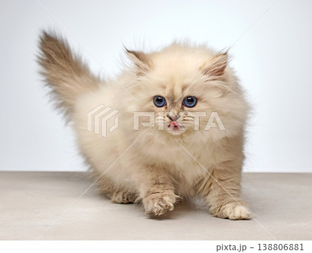 White Siberian colorpoint kitten Neva Masquerade with blue eyes White Siberian colorpoint kitten Neva Masquerade with blue eyes 138806881
