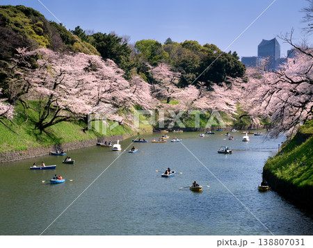 千鳥ヶ淵のサクラ並木　東京都 138807031