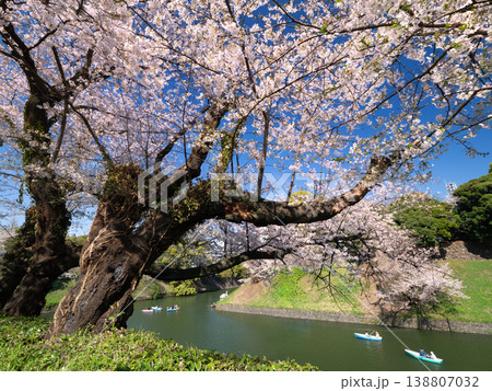 千鳥ヶ淵のサクラ並木 東京都 千鳥ヶ淵のサクラ並木 東京都 138807032
