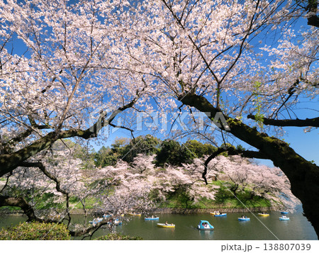 千鳥ヶ淵のサクラ並木　東京都 138807039