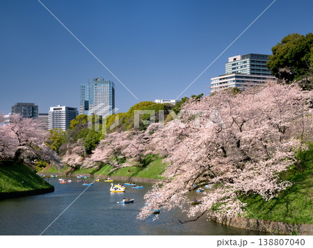 千鳥ヶ淵のサクラ並木 東京都 千鳥ヶ淵のサクラ並木 東京都 138807040