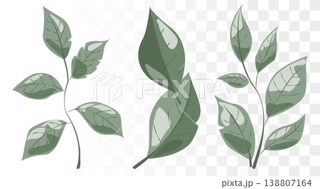 Dusty Sage Green Leaf Vector Set Minimalist Botanical Icons for Eco-Friendly Branding, Luxury Skincare Packaging and Wellness Identity. Clean Paths 138807164