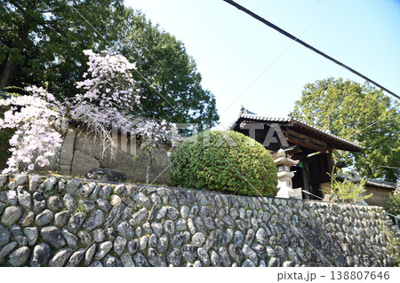 慈尊院(山門・枝垂桜)　【和歌山県九度山町】 138807646